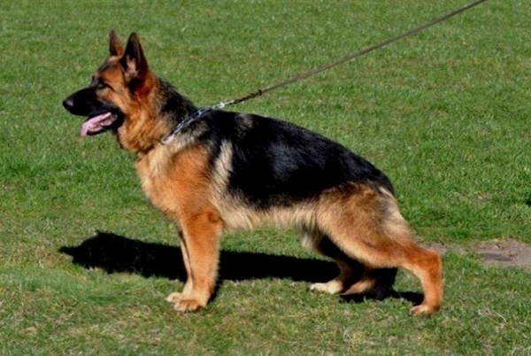 OPALA House Guard